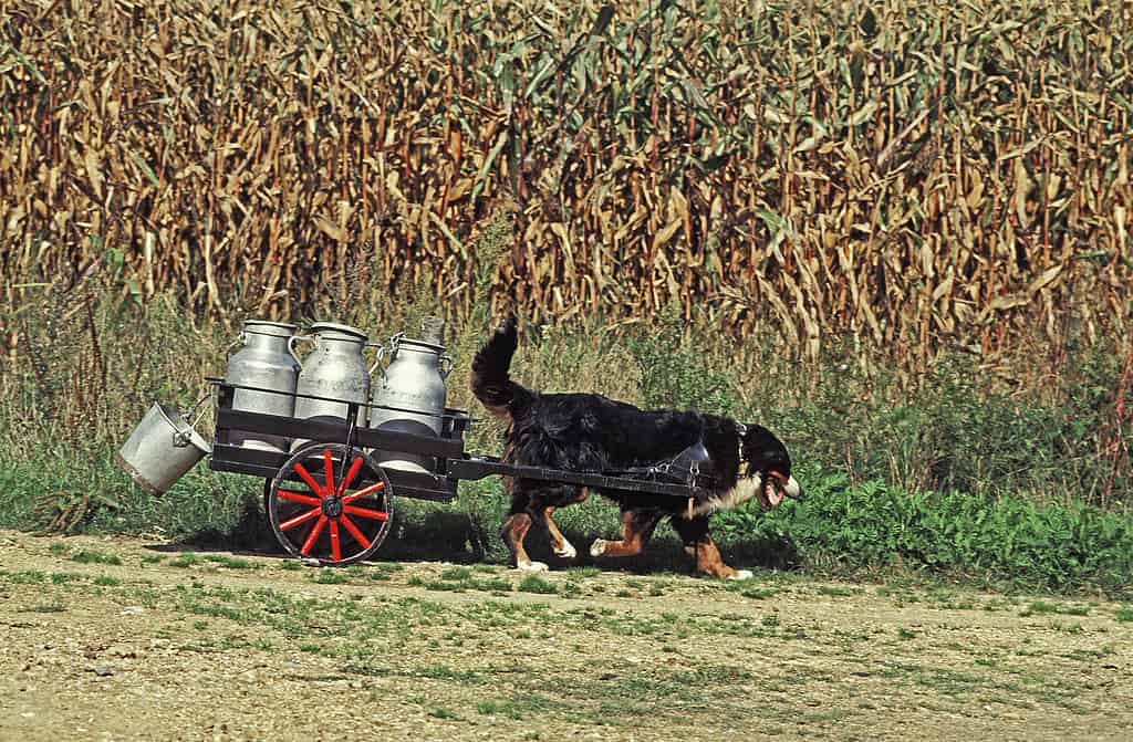 Bernese mountain dog pulling cart