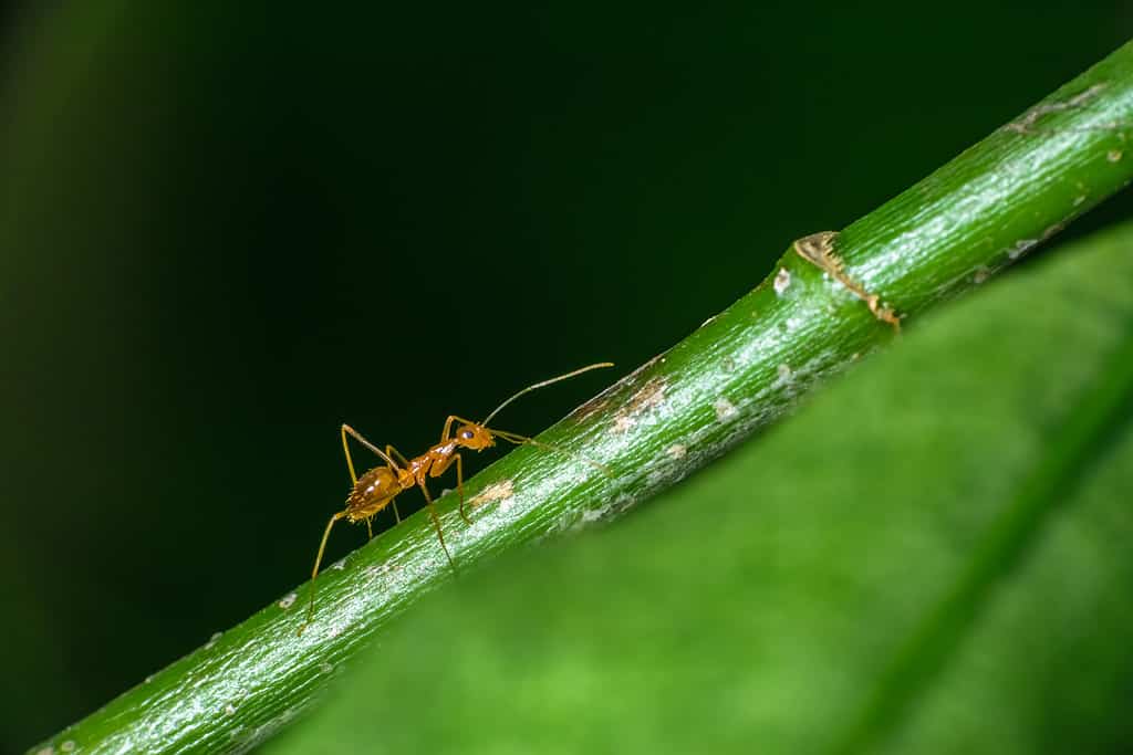 Pharaoh ant is one of the types of ants set to emerge in Michigan this summer.