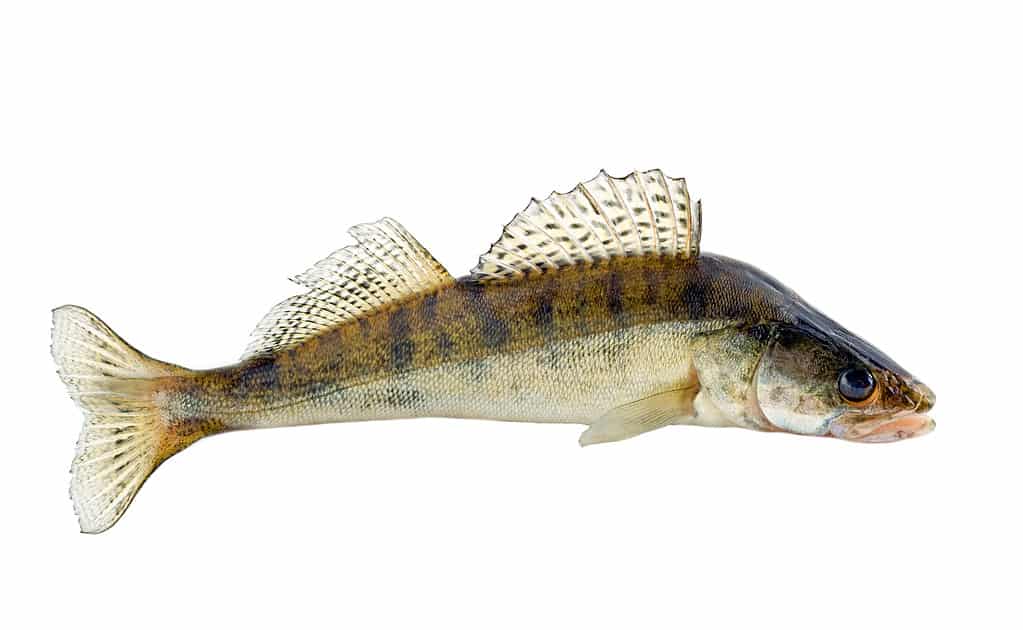 Walleye pike is the official state fish of Vermont