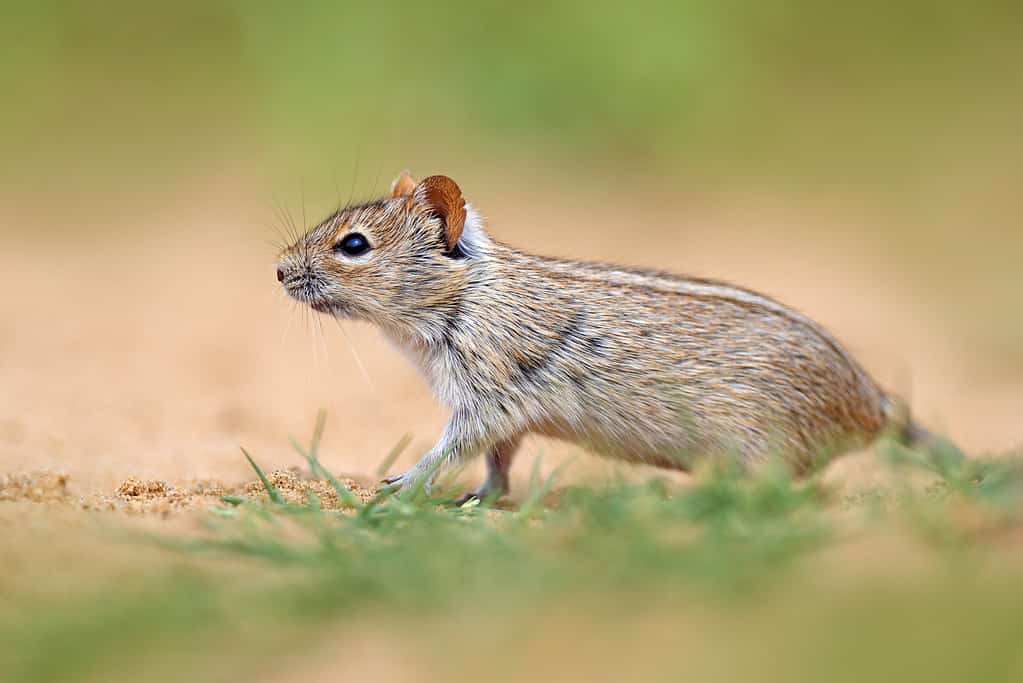 Four-striped grass mouse