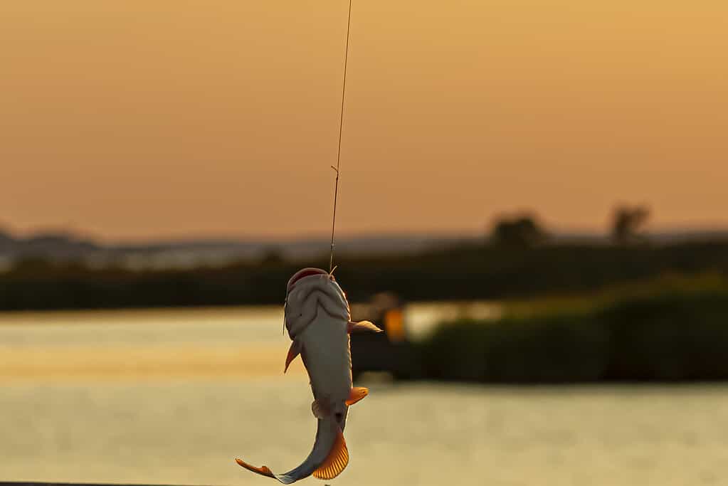 Catch and release fishing is a common practice among fishermen in Maryland. A catfish just caught is seen on a hook painfully struggling to escape with water dripping. Sunset sky is in background.