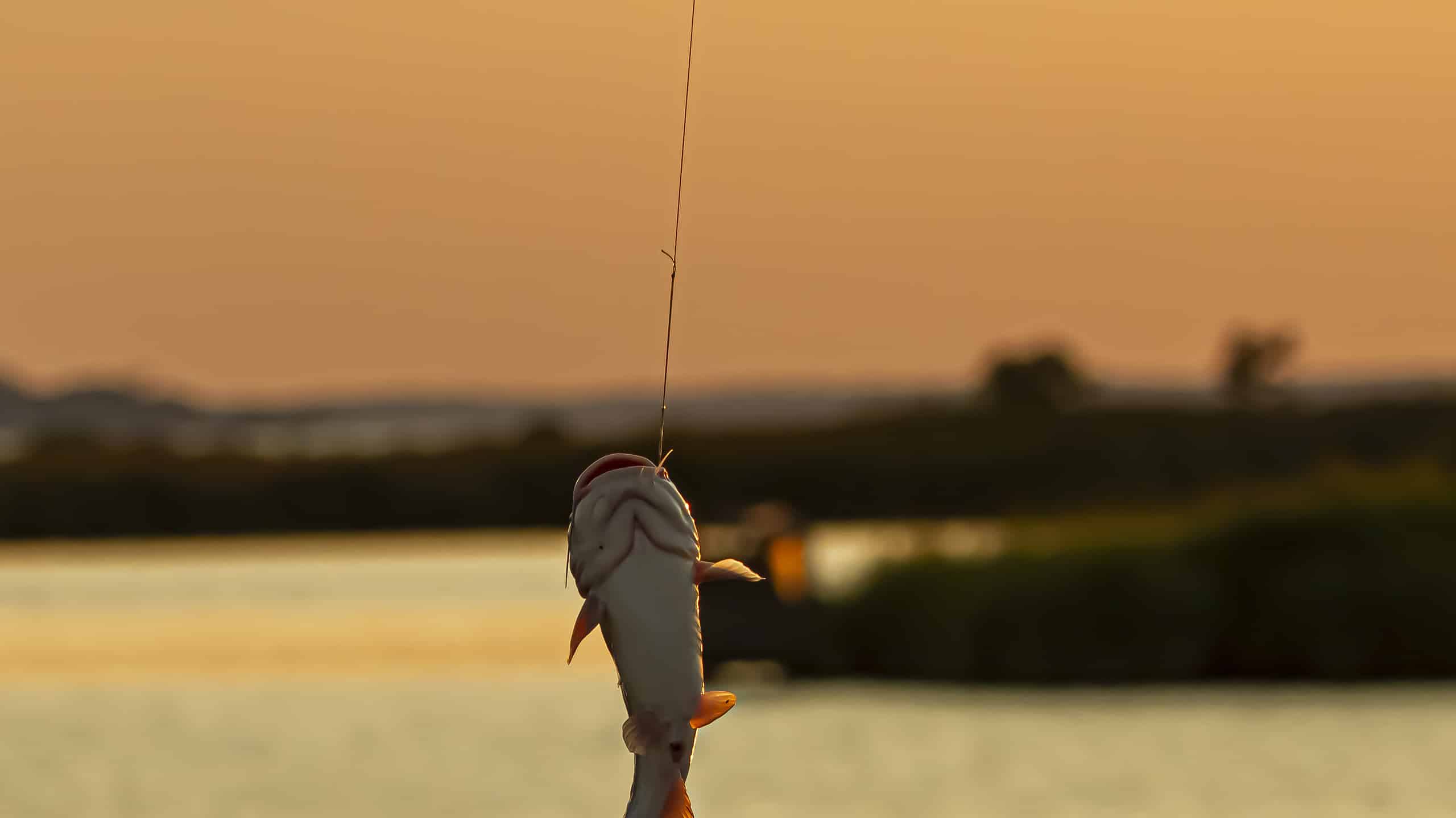 Catch and release fishing is a common practice among fishermen in Maryland. A catfish just caught is seen on a hook painfully struggling to escape with water dripping. Sunset sky is in background.