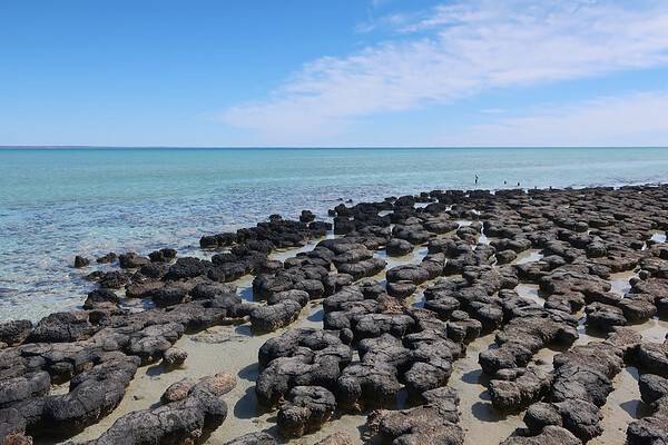 Stromatolites at Hamelin Pool, Shark Bay, Western Australia.