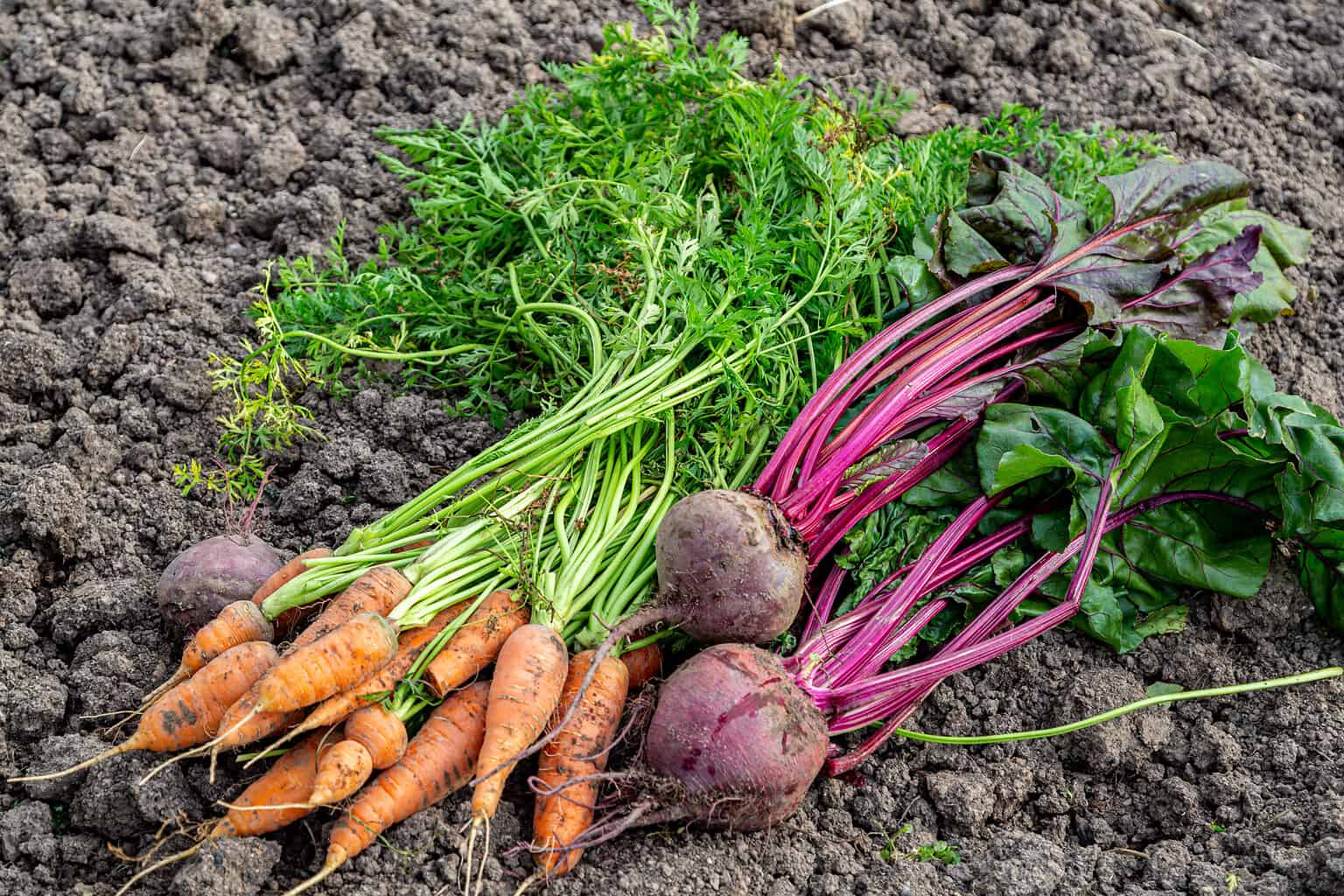 WHAT CAN I PLANT IN SEPTEMBER IN SOUTHERN CALIFORNIA visual data 4