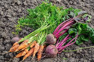 7 Delicious Root Vegetables to Plant in August Picture