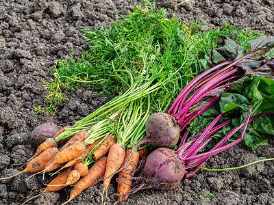 A 7 Delicious Root Vegetables to Plant in August