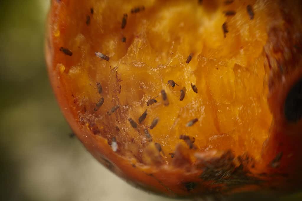 Rotten fruit with several gnats flying around it.