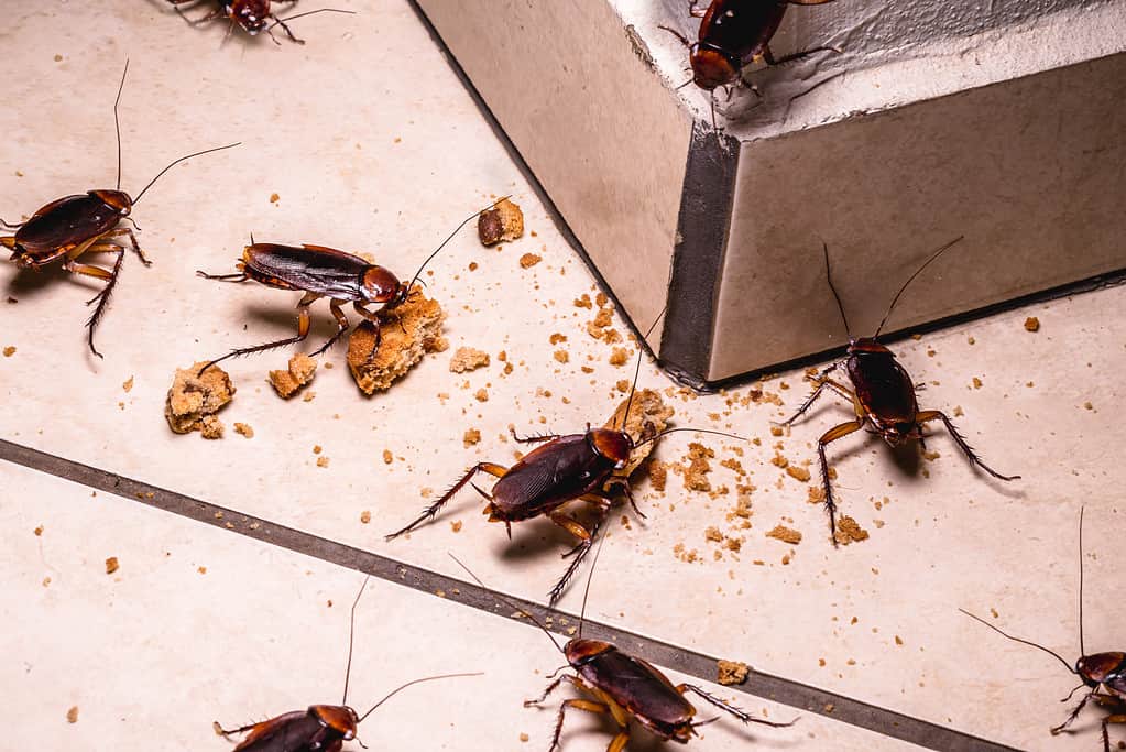 Cockroaches are attracted to food an crumbs