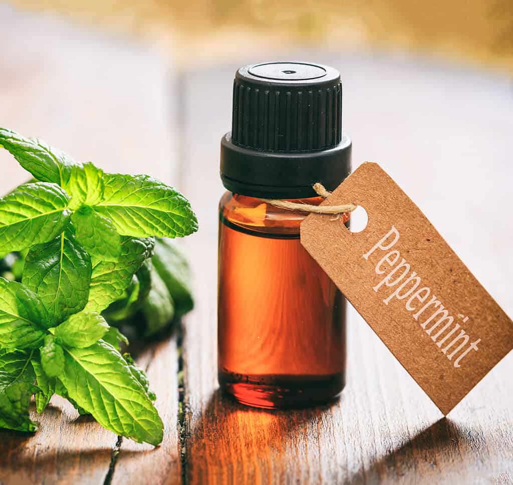A bottle of peppermint essential oil can help keep gnats away naturally and effectively.