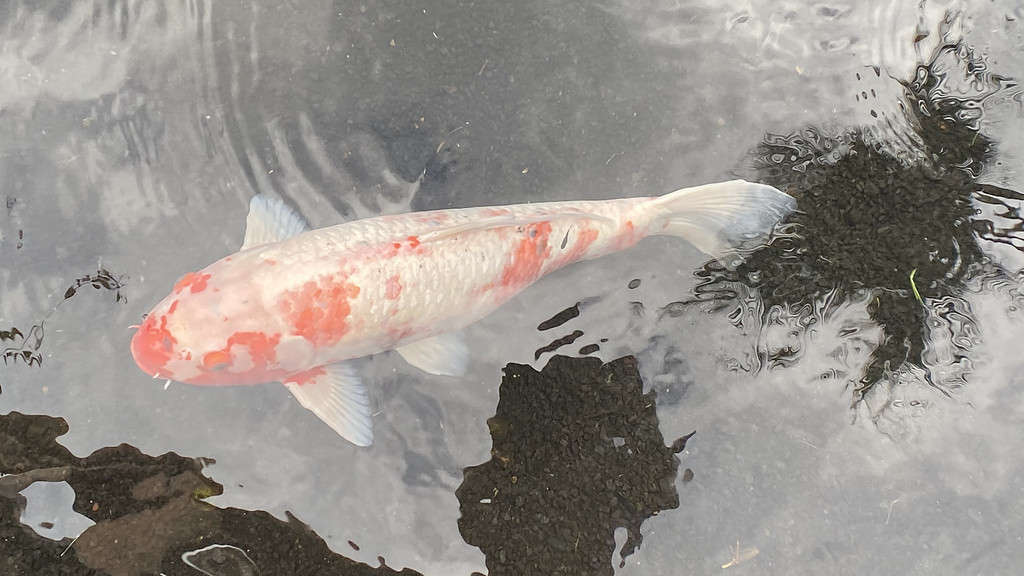 Kōhaku - types of expensive koi fish