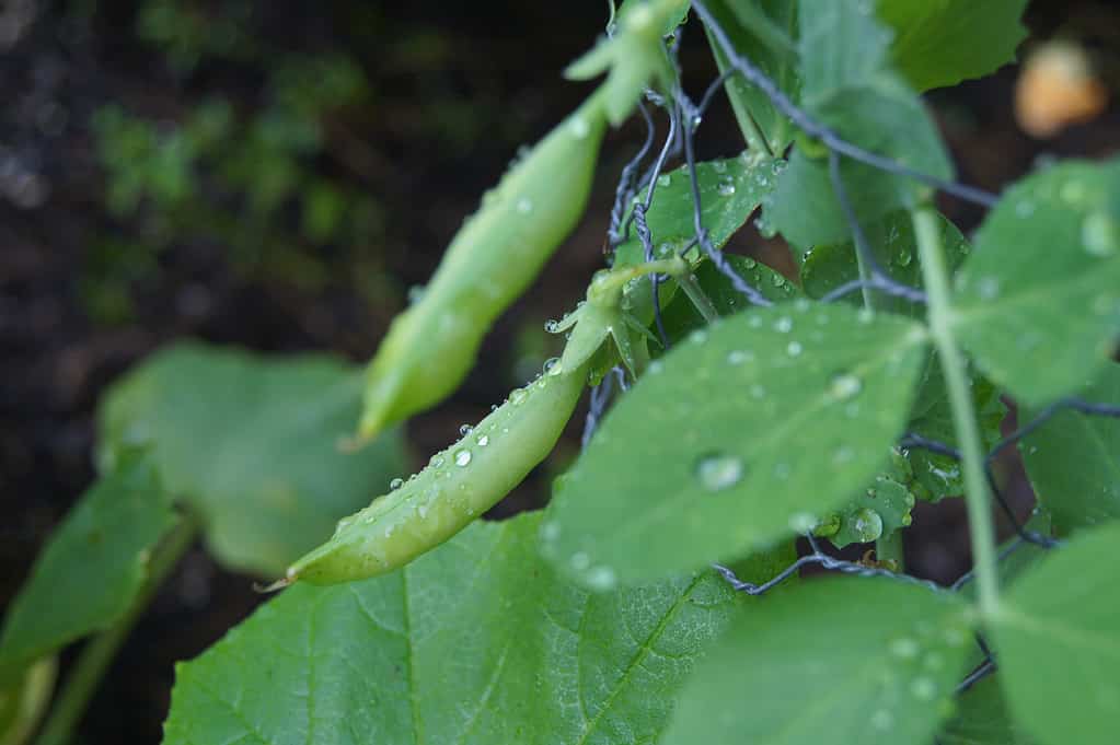 An image of snap peas in a garden. 