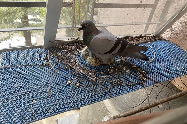 Pigeon hatching its young ones in a nest on a window.