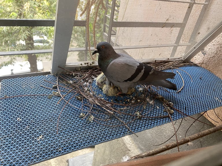 Pigeon nest on a window