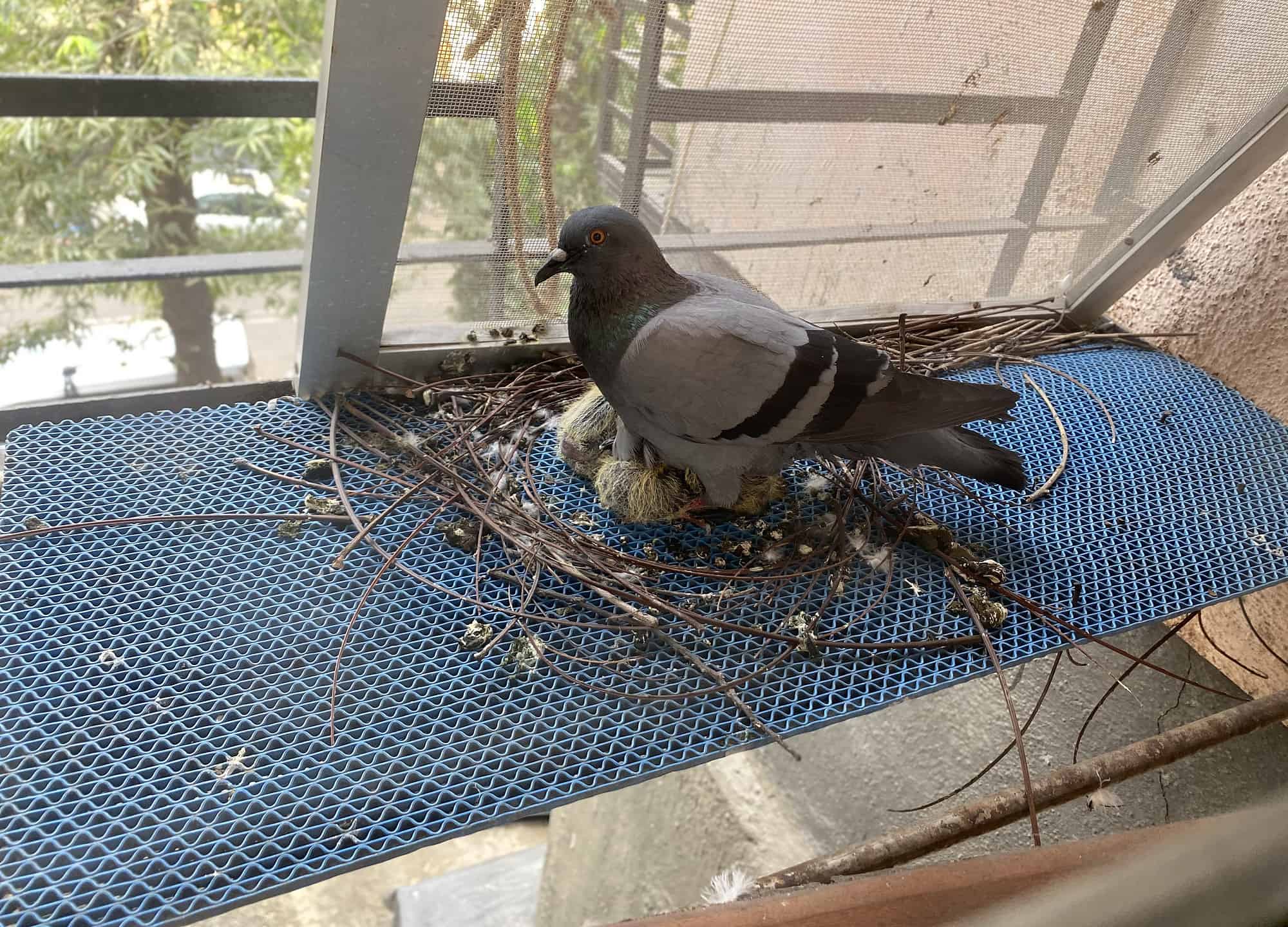 Pigeon nest on a window