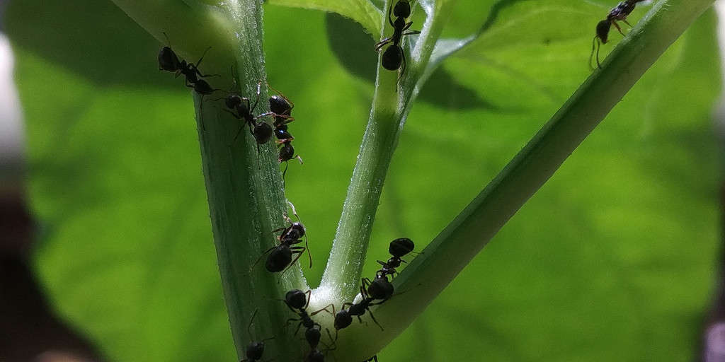 One of the most prevalent species of ants that will emerge in Indiana this summer is the little black ant