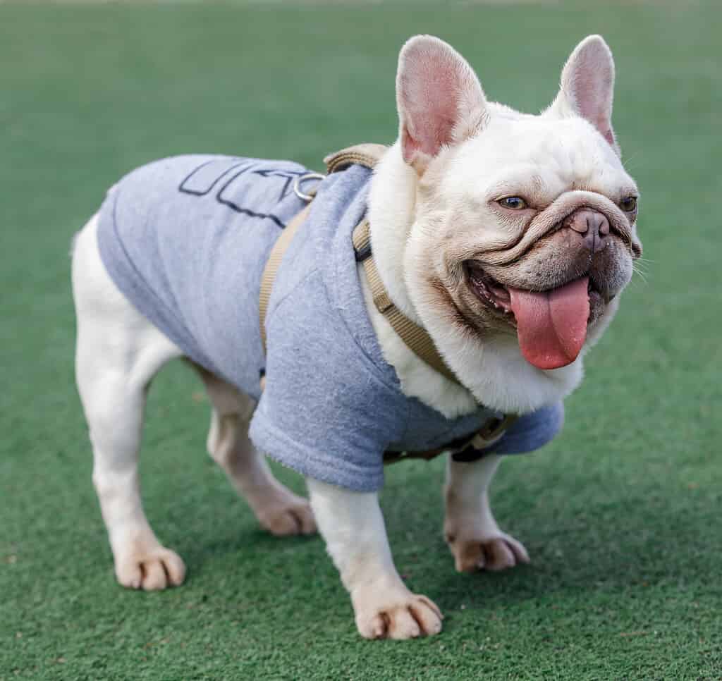 Platinum French Bulldog