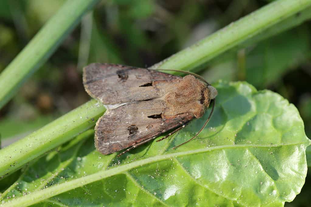 Owlet moth