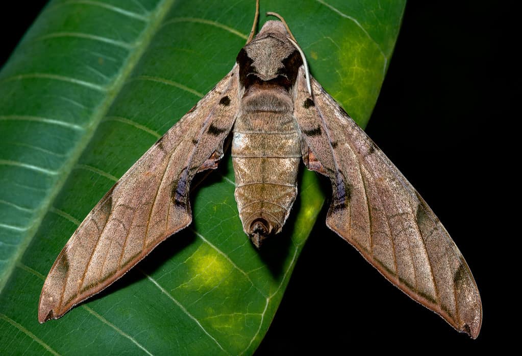 Sphinx moth