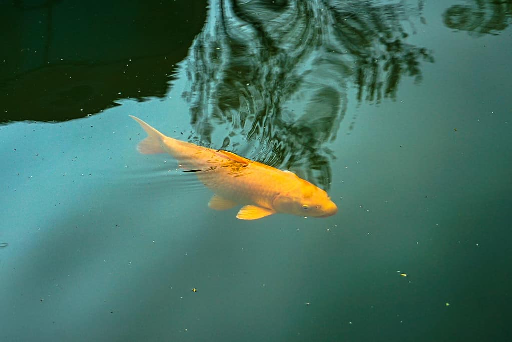 Koi goldfish carp swimming in the water