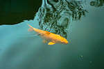 Koi goldfish carp swimming in the water