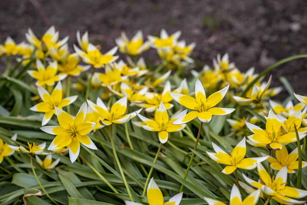 Tulipa tarda