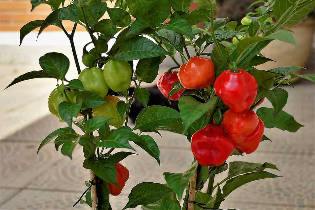 Capsicum chinense Habanero peppers