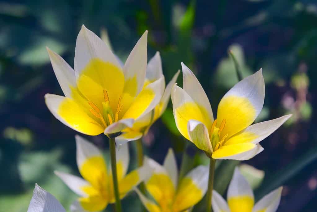 Tulipa tarda