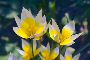 12 Types of Miniature Tulips for Your Garden Picture