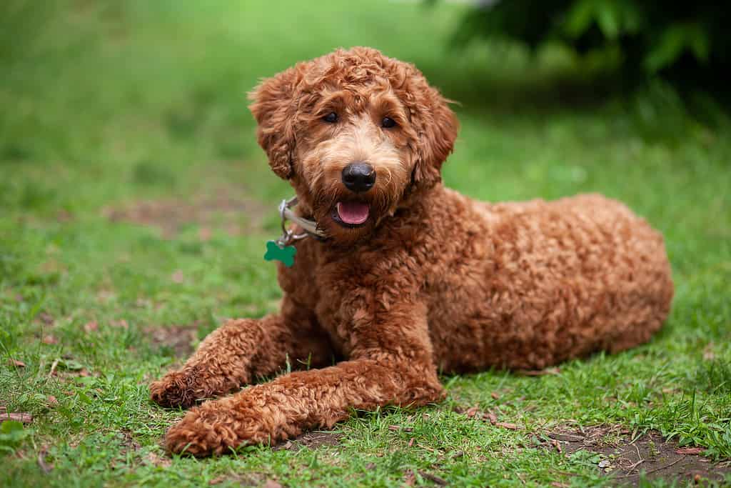 mini red labradoodle