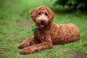 Labradoodle Prices in 2023: Purchase Cost, Vet Bills, and More! Picture