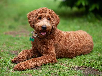 A Labradoodle Colors: Rarest to Most Common