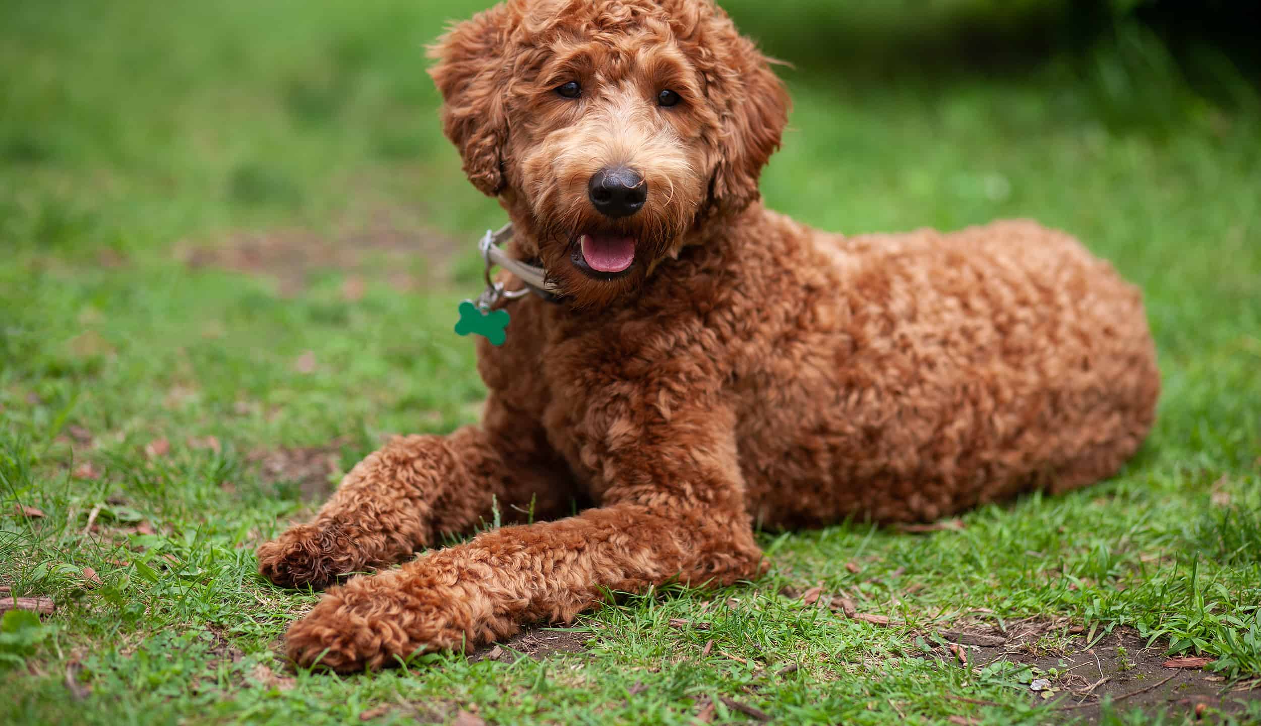 Labradoodle Prices In 2024 Purchase Cost Vet Bills And More A Z 