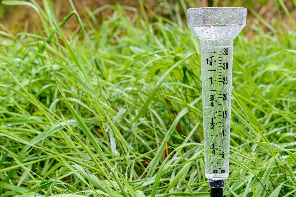 A nearly full plastic rain gauge in wet grass. Gauge has inch and millimeter markings, and is wet with many water droplets.