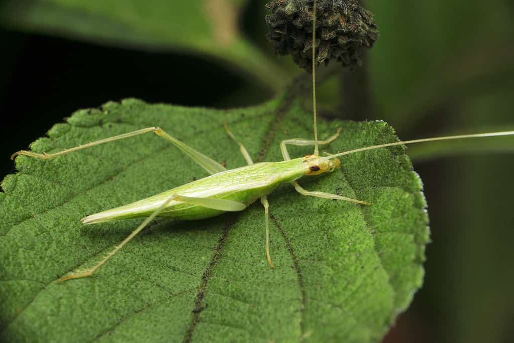 Snowy tree cricket, Oecanthus fultoni