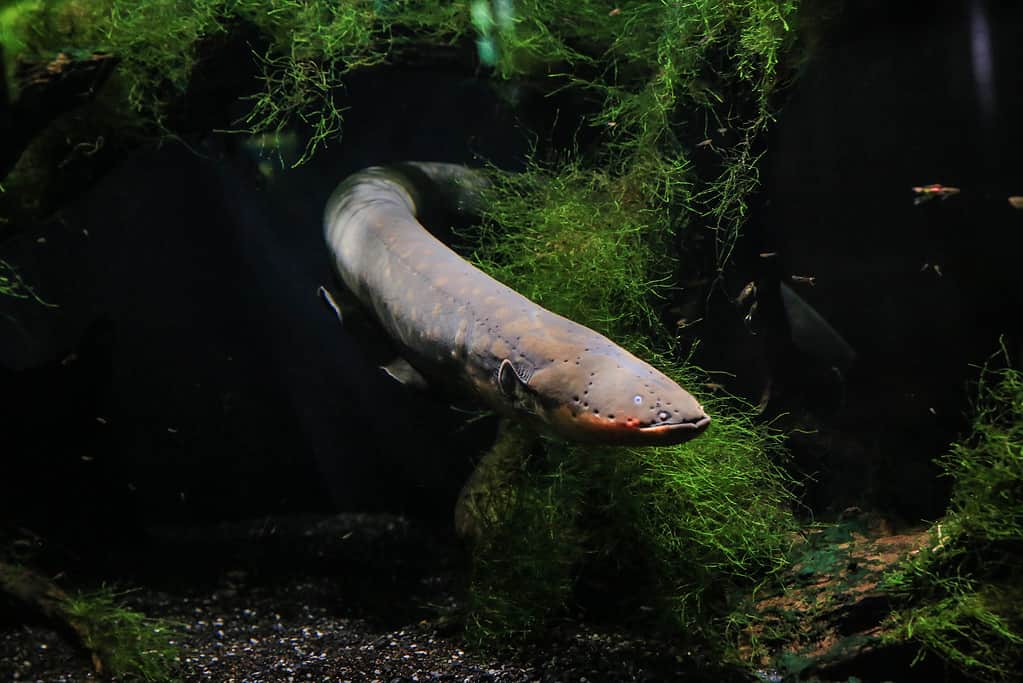 Electric eel