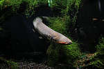 Electric eels can generate electrical charges from 600 - 800 volts.
