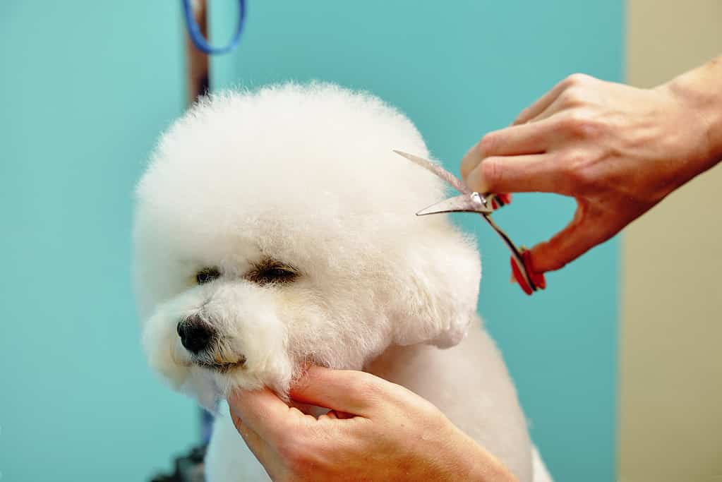 Bichon frisé getting groomed