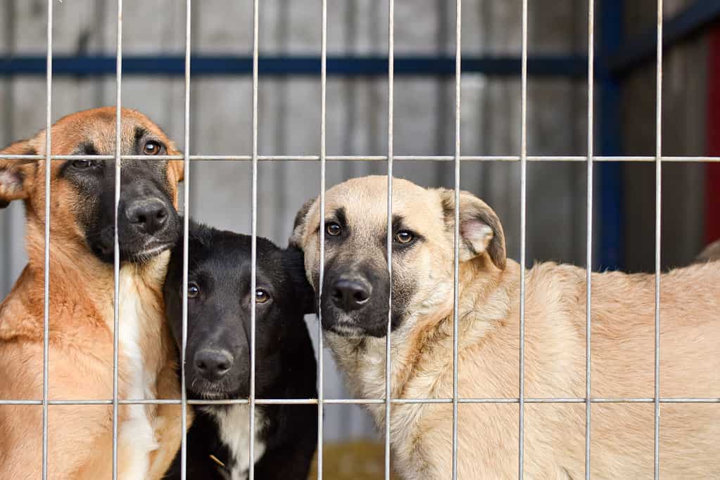 Shelter cats and dogs are the official state pet of Illinois