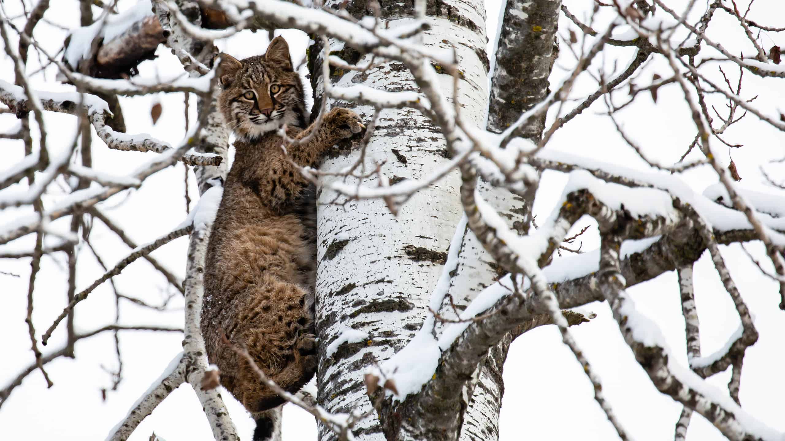 Bobcat (Felis rufus) climbing a Wisconsin poplar tree in November