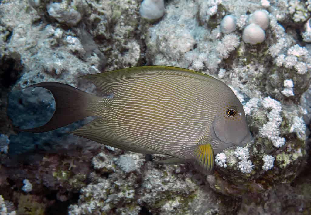 Acanthurus nigrofuscus, brown tang fish
