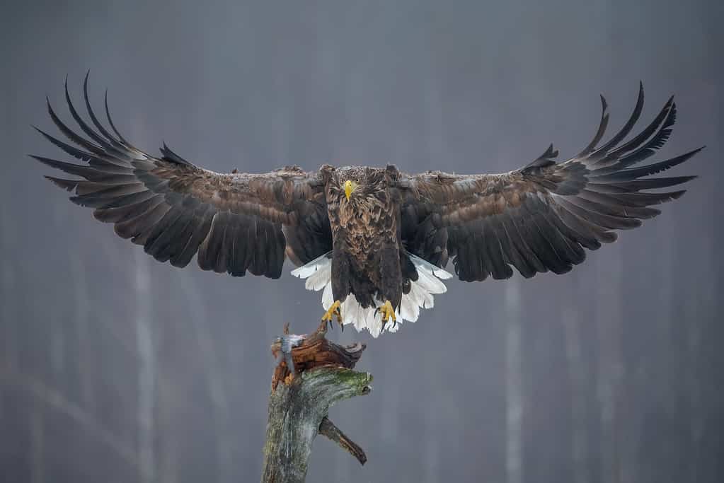 White-tailed eagle