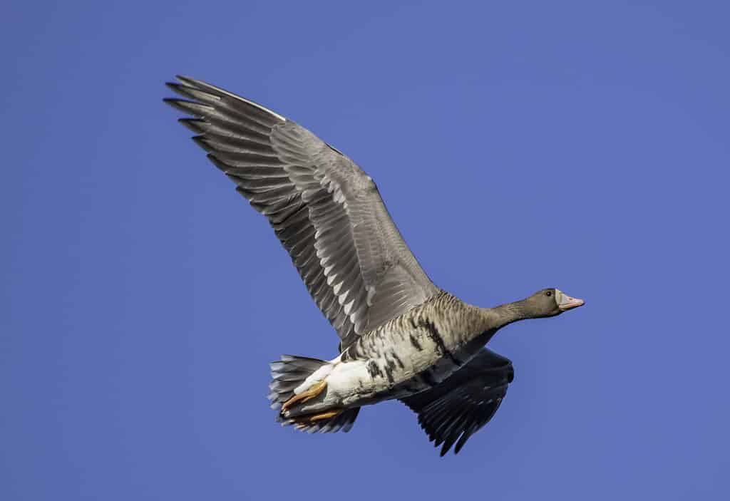Greater White-Fronted Goose in flight- highest flying birds in the U.S.