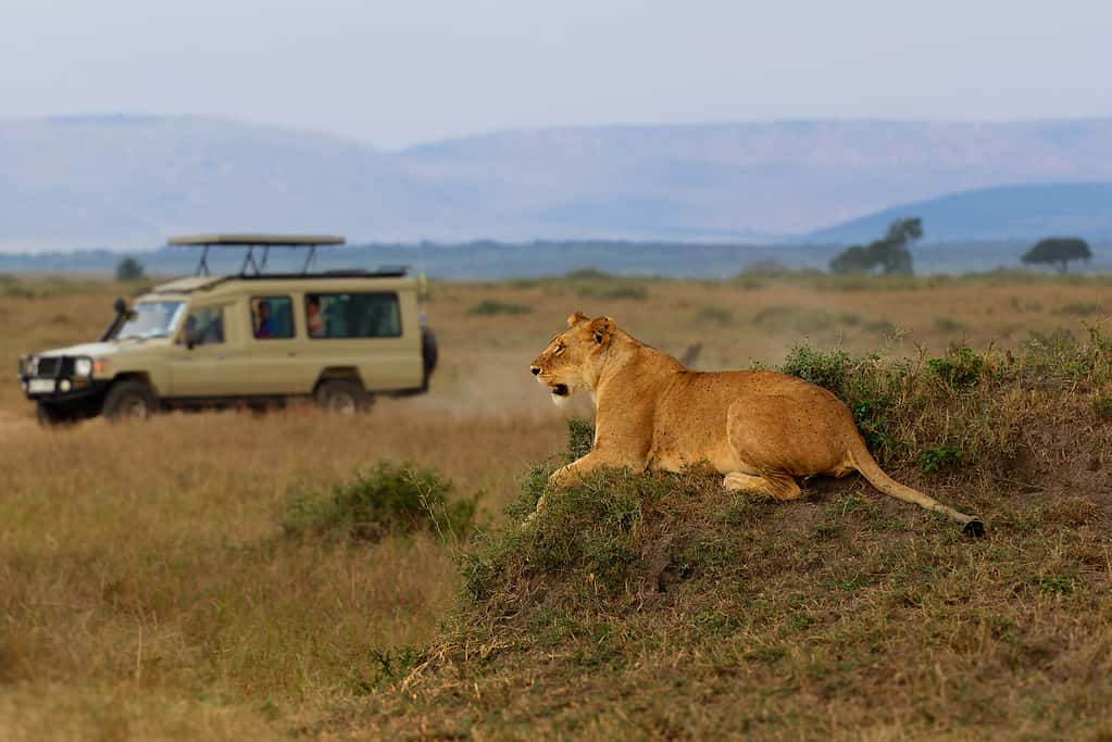 Lion safari