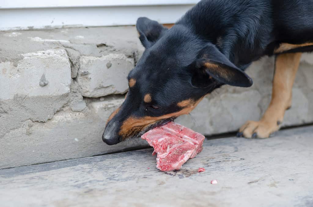 Dog chewing on raw bone