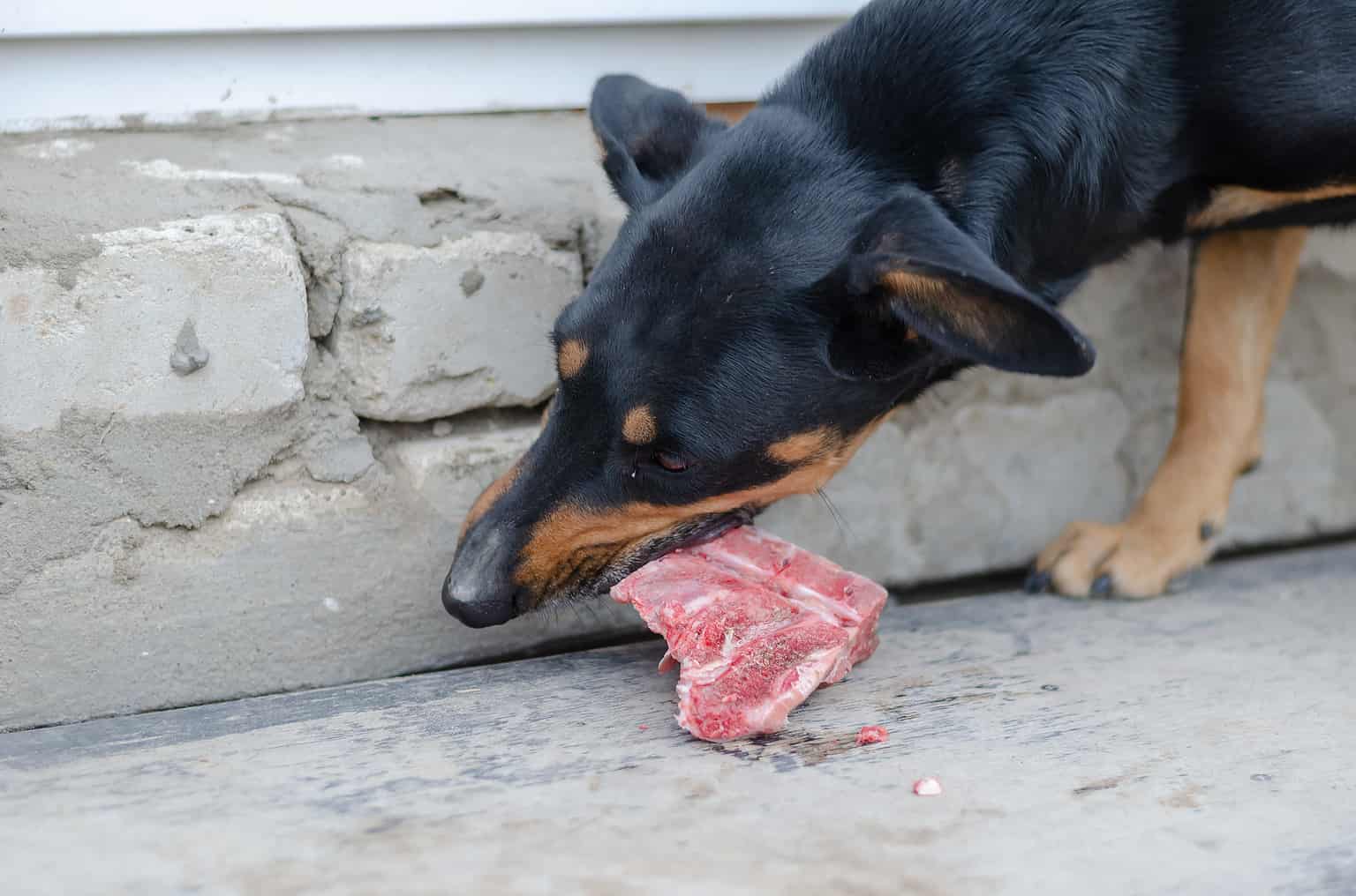 can-dogs-eat-steak-bones-a-z-animals