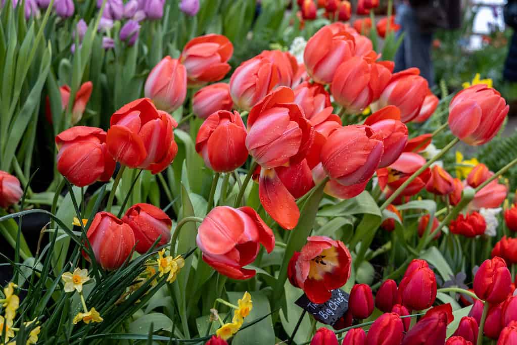 Tulipa ‘Big Chief’ tulips