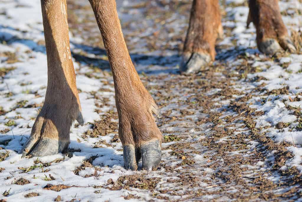 Deer cloven hooves