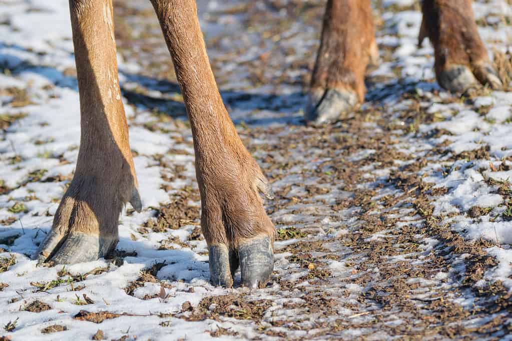 all images of cloven footed animals