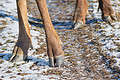 Cloven-hoofed - A-Z Animals