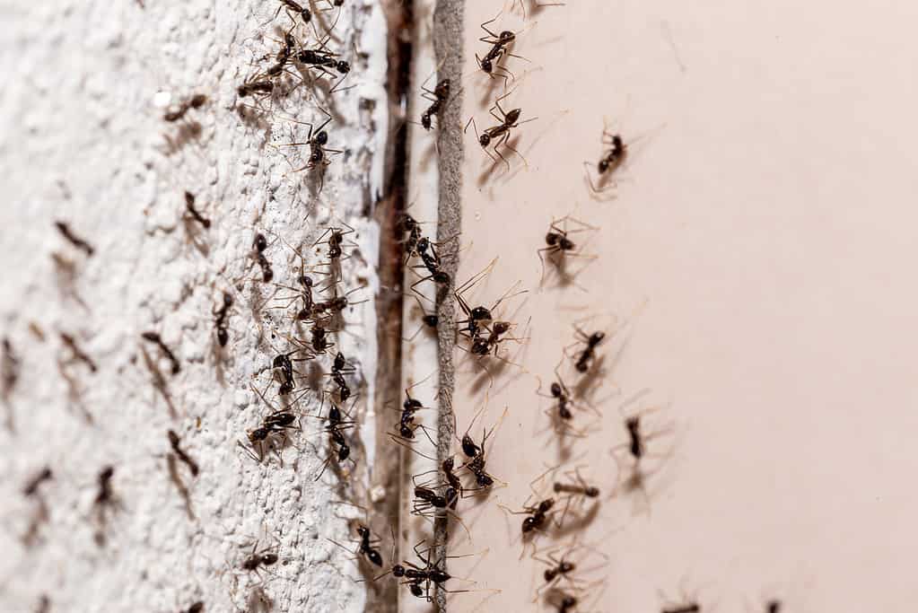 Ant infestation